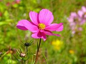  Mexican Aster in magenta von   Miniaturansicht