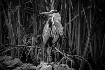 Heron in the reeds by Ronny Struyf