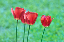 Reihe roter Tulpen auf grünem Hintergrund von Milcho Milev