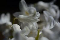 Bloemen