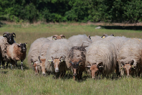 Drenthe heath sheep