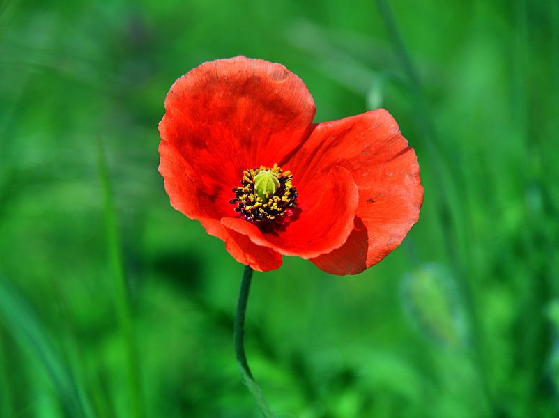 Maïs papaver van Edgar Schermaul