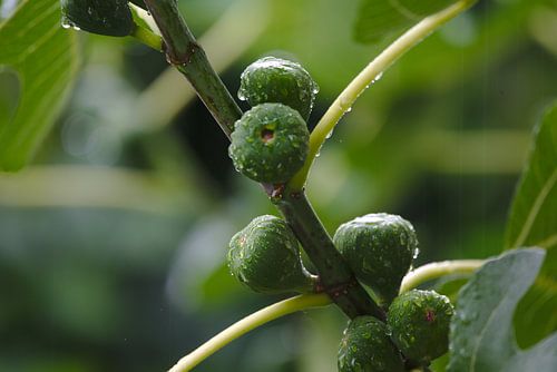 Detail eines Feigenbaums im Sommerregen mit Feigen