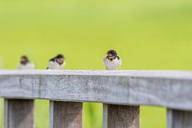 Boerenzwaluw van Merijn Loch