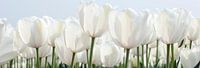 Witte tulpen in panoramavorm van Franke de Jong thumbnail