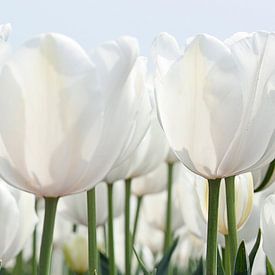 Witte tulpen in panoramavorm van Franke de Jong