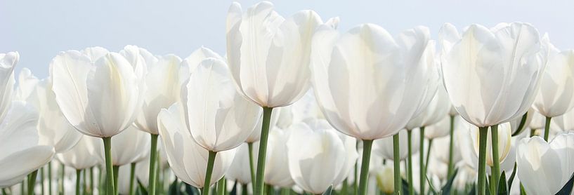 Tulipes blanches par Franke de Jong