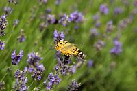 Distelvlinder op Lavendel