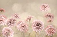 Dreamy Dahlias's. With canvas structure.