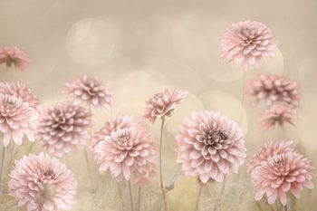 Dahlias de rêve. Avec structure en toile.