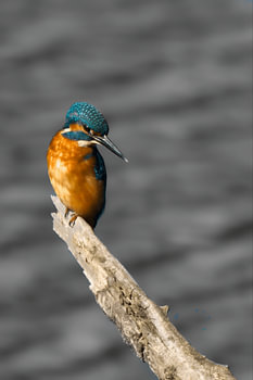 Eisvogel
