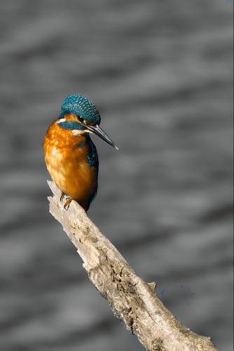 Martin-pêcheur