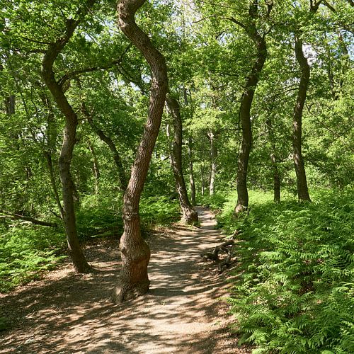 Les arbres qui dansent