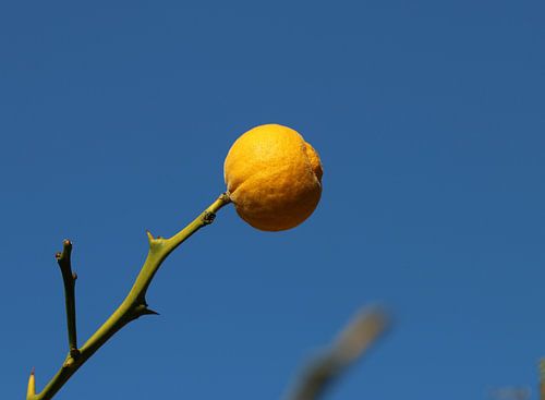 Dreiblättrige Bitterorange