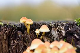 Pilz auf Baum von OdB_Fotografie