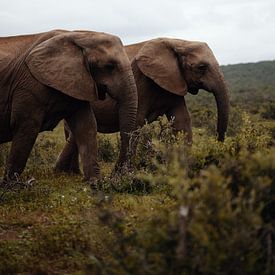 Eléphants - Afrique du Sud sur Joey van Megchelen