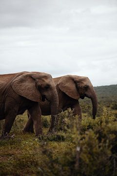 Olifanten - Zuid Afrika van Joey van Megchelen