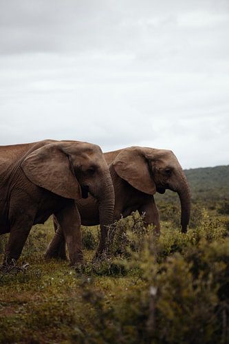 Eléphants - Afrique du Sud sur Joey van Megchelen