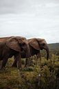 Elephants - South Africa by Joey van Megchelen thumbnail