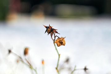 gedroogde bloemen in de sneeuw van Stefanie Orlati