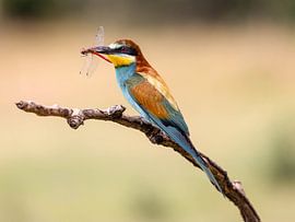 Bee-eater with dragonfly