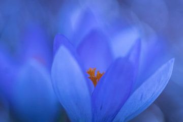 Violetter Krokus (Frühling)