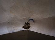 A swallow's nest in the bazaar of Esfahan by Teun Janssen thumbnail