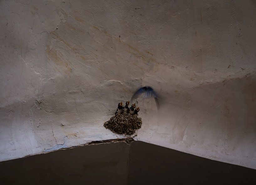A swallow's nest in the bazaar of Esfahan by Teun Janssen