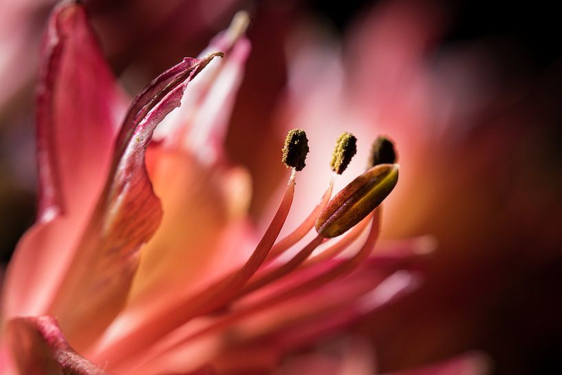 De meeldraad van een rode bloem van Marjolijn van den Berg