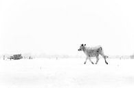 Winter wanderer van Beitske Kempenaar thumbnail