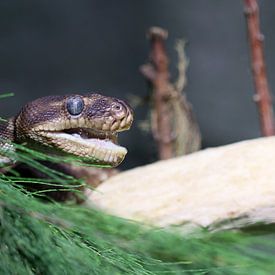 Rauschuppenpython von Matthias Brix