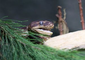 Rauschuppenpython