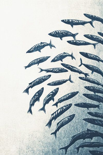 graphic representation of school anchovy by Franka Poulain
