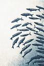 graphic representation of school anchovy by Franka Poulain thumbnail
