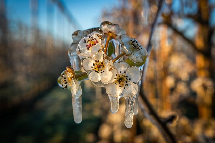 Fleur gelée dans le verger de pommiers par Arthur Puls Photography