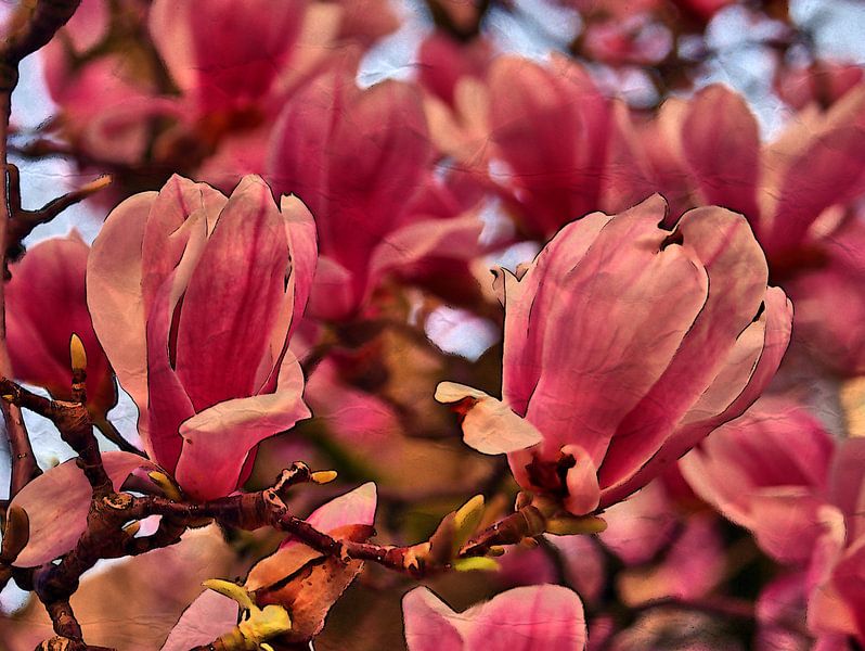 Magnolia Beauty van Edgar Schermaul