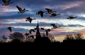 Ein Flug von kanadischen Gänsen