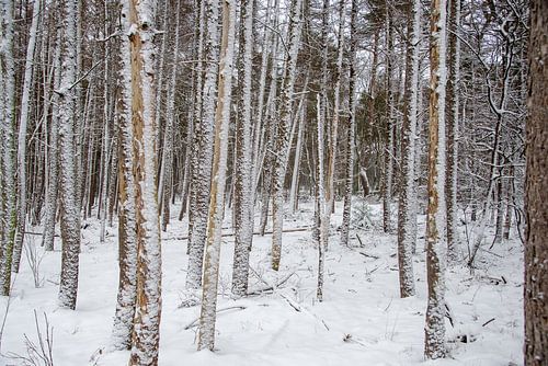 Kiefernwald im Winter von Jan Fritz