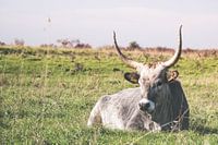 Maremmana, Italian cow