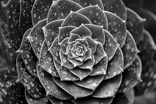 Vetplanten sur Shane van Dyk