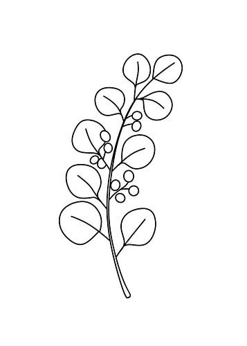 Feuilles d'eucalyptus sur Ngasal Studio