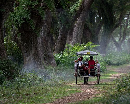 Paard en wagen op weg in het bos van Djawatan