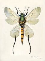 Hybridae #3