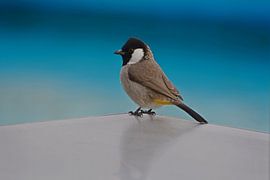 WITOREBUBBEL van Miroslav Ptacek