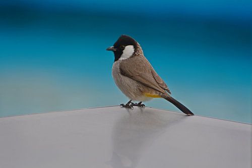 BULBUL À OREILLES BLANCHES
