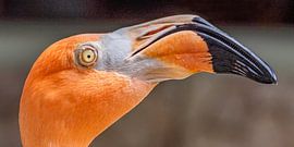 Flamingo, Curaçao Sea Aquarium. by Jaap Bosma Fotografie