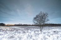 Tree in winter landscape by Marcel Kerdijk thumbnail