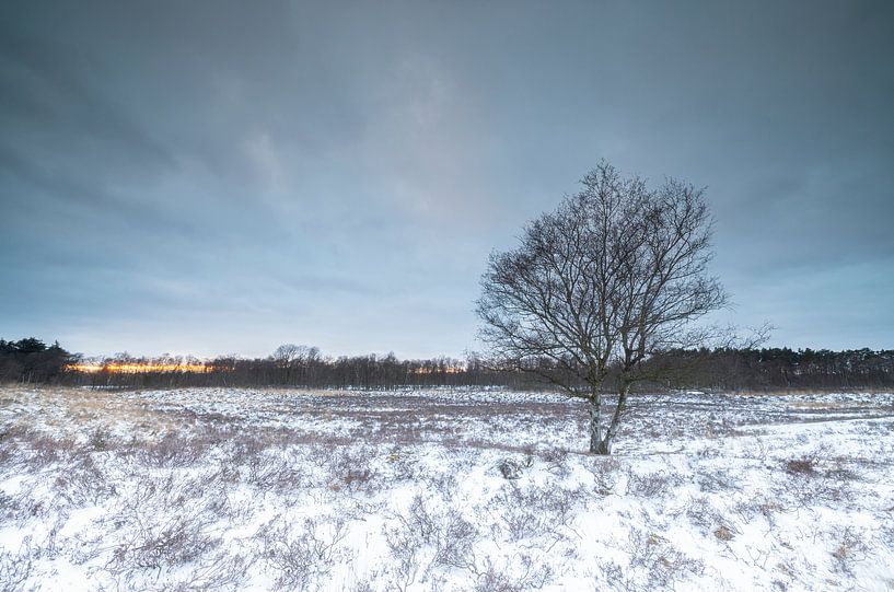Tree in winter landscape by Marcel Kerdijk