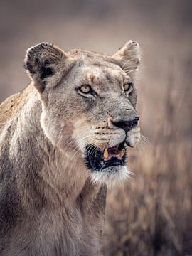 Portrait de lion sur Omega Fotografie