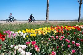 Radfahren zwischen den Tulpen von Hilda booy